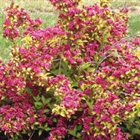 Weigela Ruby Fusion