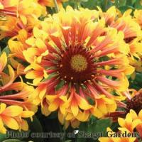 Gaillardia x grandiflora Fanfare