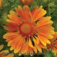 Gaillardia Oranges & Lemons