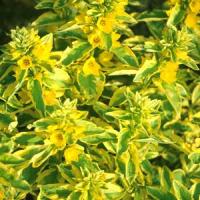 Lysimachia punctata Golden Alexander