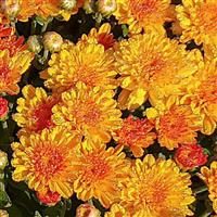 Hot Sugar Gold Bronze Garden Mum