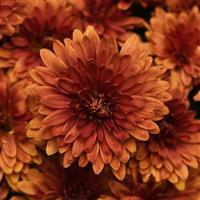 Zuma Orange Garden Mum
