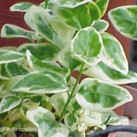 Variegated Vinca Vine Major