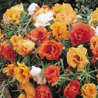 Tutti Frutti Mix Portulaca