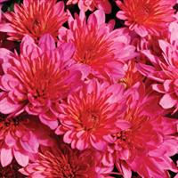 Pink Frenzy Garden Mum