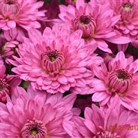 Temptation Pink Garden Mum