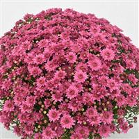 Temptation Pink Garden Mum