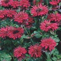 Monarda Fireball