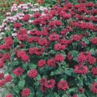 Monarda Fireball