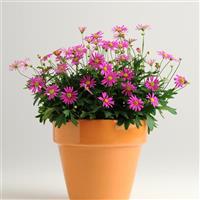 Radiant Magenta Brachyscome