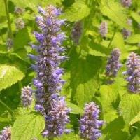 Agastache Honeybee Blue