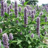 Agastache Honeybee Blue