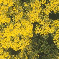 Alyssum montanum Berggold
