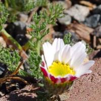 Anacyclus pyretheum Depressus
