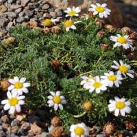 Anacyclus pyretheum Depressus