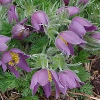 Anemone pulsatilla Vulgaris