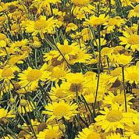 Anthemis tinctoria Kelwayi