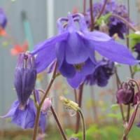 Aquilegia alpina 