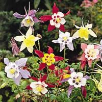 Aquilegia Biedermeier Mix