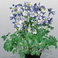 Aquilegia Music Blue White