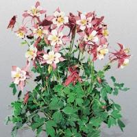 Aquilegia Music Pink White