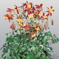 Aquilegia Music Red Gold