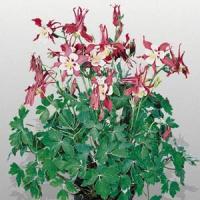 Aquilegia Music Red White