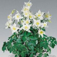 Aquilegia Music White