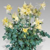 Aquilegia Music Yellow