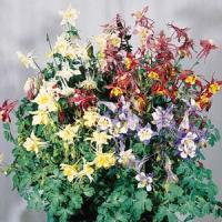 Aquilegia Music Mix