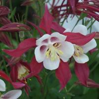 Aquilegia Star Crimson