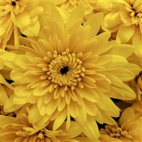 Alpine Yellow Garden Mum