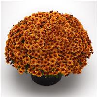 Fire Halo Orange Garden Mum