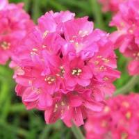 Armeria Pride Of Dusseldorf