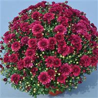 Plumberry Purple Garden Mum