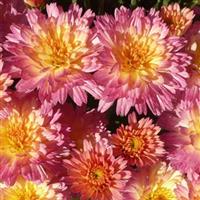 Flamingo Pineapple Pink Garden Mum