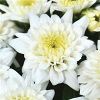 Celestial White Garden Mum