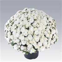 Celestial White Garden Mum
