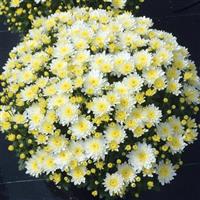 Moonglow White Garden Mum
