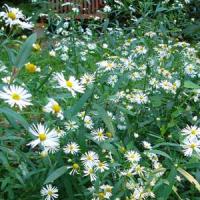 Boltonia Snowbank