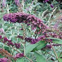 Buddleia davidii Border Beauty