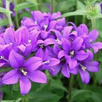 Campanula glomerata Joan Elliott