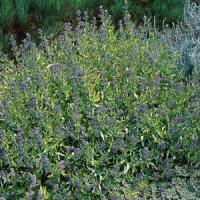 Caryopteris Worchester Gold