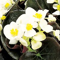 Senator White Begonia