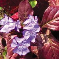 Ceratostigma plumbago 