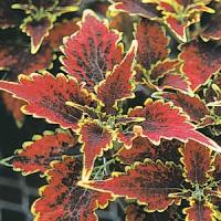Olympic Torch Coleus