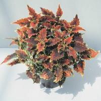 Olympic Torch Coleus