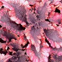 Mississippi Summer Coleus