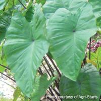 Colocasia Black Stem
