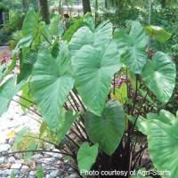 Colocasia Black Stem
